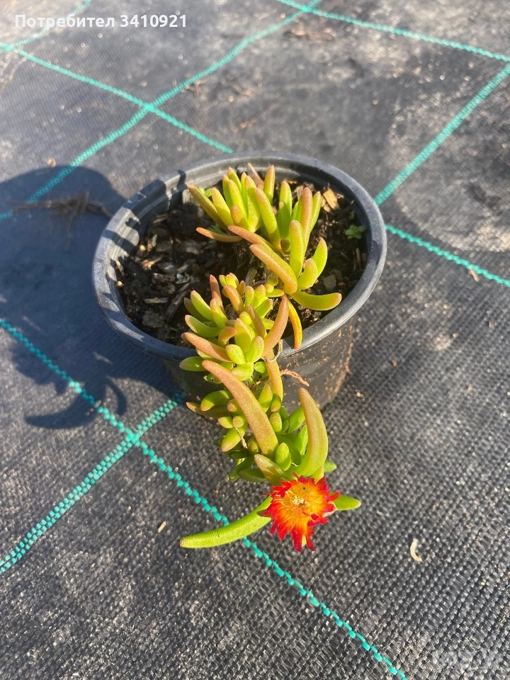 Делосперма 7 цвята, снимка 1