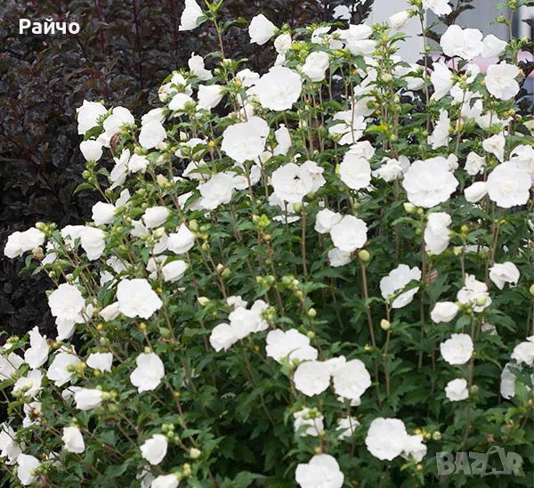 Хибискус Бял/ син градински хибискус, снимка 1