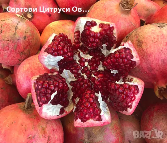 Безсеменен Нар Червен и Розов, снимка 1