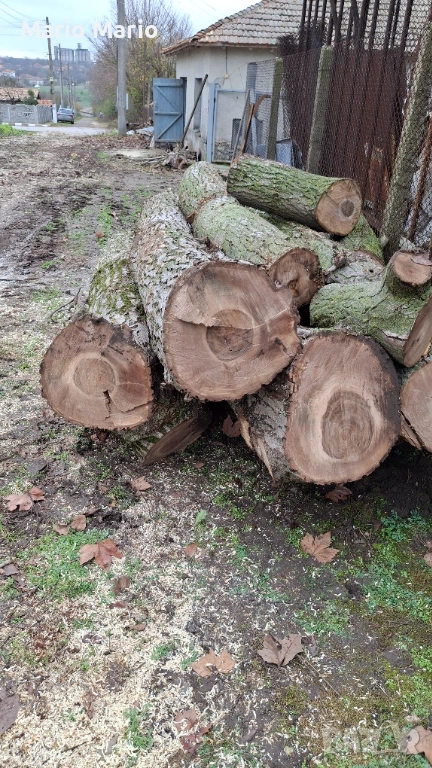 Орехова дървесина , снимка 1