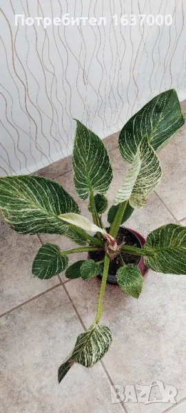 Филодендрон Биркин , снимка 1