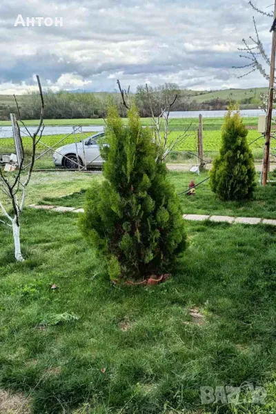 Вечнозелена Бързоразстяща Източна Туя / Thuja orientalis /, снимка 1