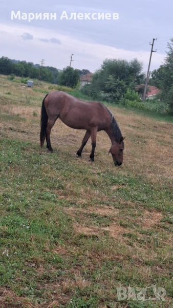 Продавам кобила кротка на 14 години оре впряга се, снимка 1