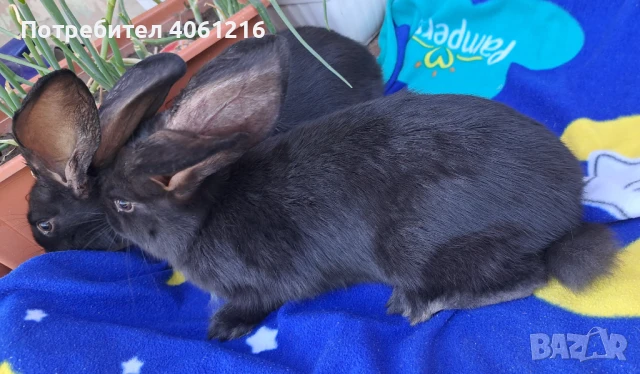 Зайци на 2м., снимка 1