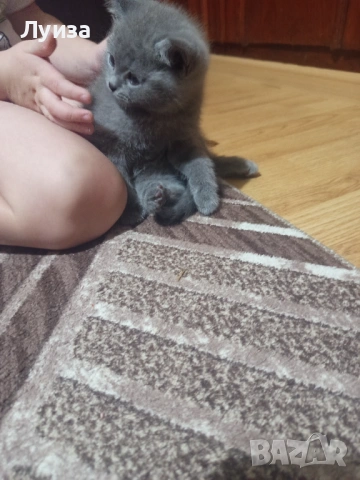 Продавам британки, снимка 6 - Британска късокосместа - 53459247