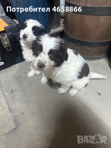 Каракачанка мъжко / женско, снимка 7 - Каракачанска овчарка - 52792375