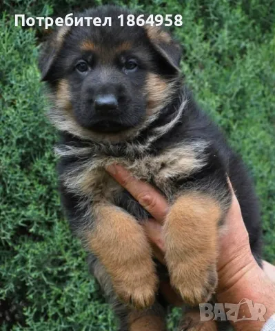 Мъжки Немски Овчарки