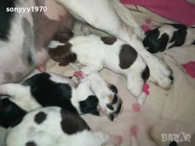 джак ръсел 1308251505, снимка 17 - Джак ръсел териер - 51353459