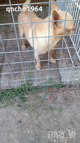 чихуахуа , снимка 10 - Чихуахуа - 52797684