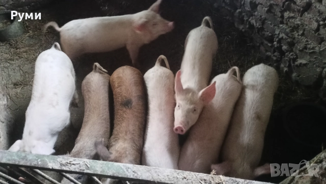 Продавам прасенца, снимка 10 - Прасета - 52857384