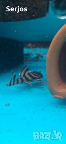 Сомчета Хипанцитрус , снимка 7 - Рибки - 52352323