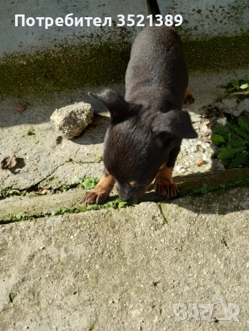 Пинчери , снимка 7 - Пинчер - 53461947