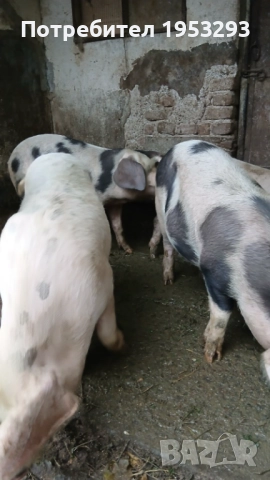 Прасета елитни българска бяла 