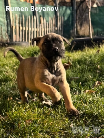 Кане Корсо , снимка 9 - Кане корсо - 52678102