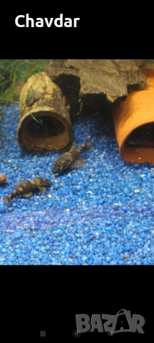 Анциструси , снимка 3 - Рибки - 53305657