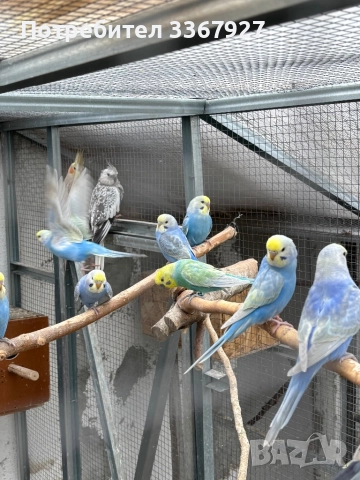 Вълнисти рейнбоу , снимка 2 - Папагали - 51943973