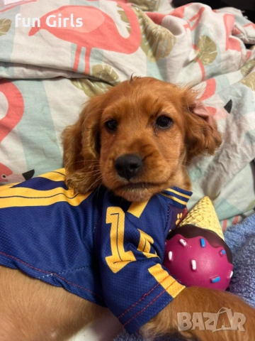 Кокер шпаньол, снимка 3 - Други - 53283662