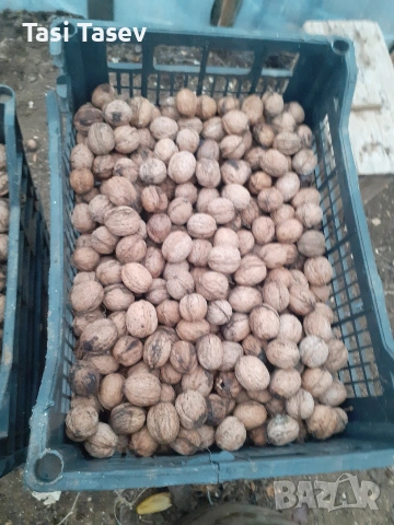 Орехи с черупка реколта 2025, снимка 3 - Други услуги - 53488487