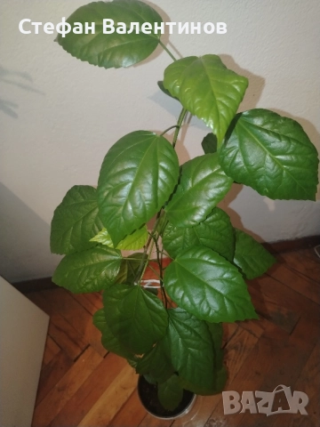 Хибискус/китайска роза, цъфти с едри червени кичести цветове, снимка 2 - Стайни растения - 52044964