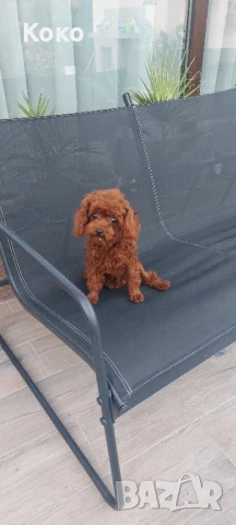 пудел Тийкъп/Той пудел за разплод , снимка 2 - Пудели - 51018130