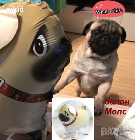 куче Мопс с крака парти фолио фолиев балон хелий или въздух