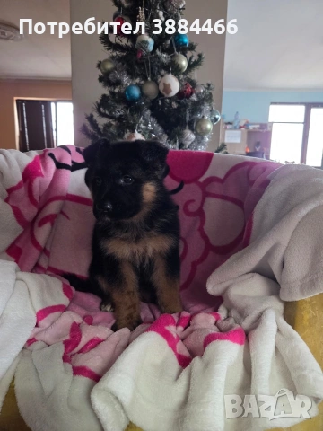 немска овчарка, снимка 6 - Други - 53025866