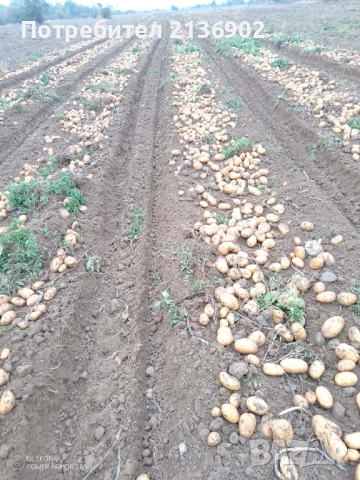 Картофи за консумация Сорая, снимка 7 - Домашни продукти - 52327531