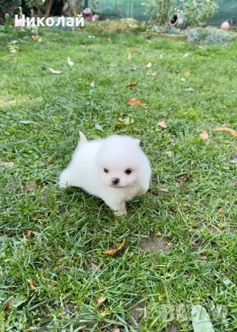 Померан мини момиче. Померанче, снимка 5 - Померан - 52425914