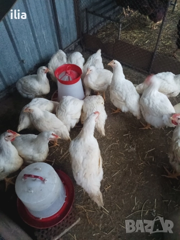 продавам , снимка 6 - Кокошки и пуйки - 52948612