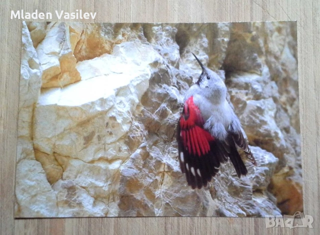 Колекция пощенски картички с авторски фотографии на животни, снимка 5 - Колекции - 53480611