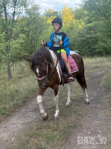 Ездитна кобила пинто Алгара, снимка 6 - Коне - 51948587