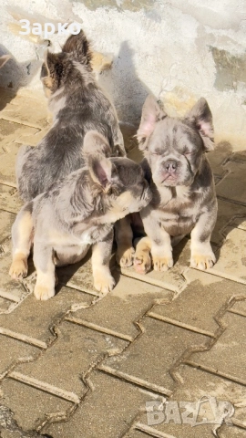 Френски булдог, снимка 4 - Френски булдог - 51228287