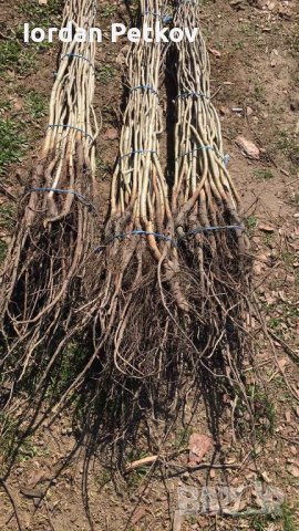 Орехови фиданки, снимка 18 - Разсади - 31385115