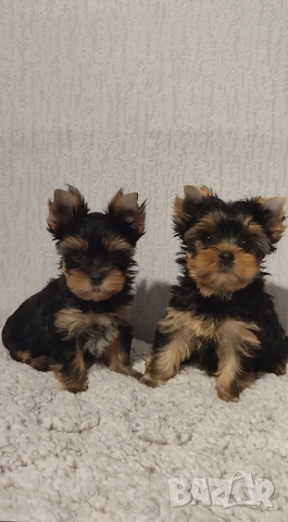 Йоркширски териер момченце 