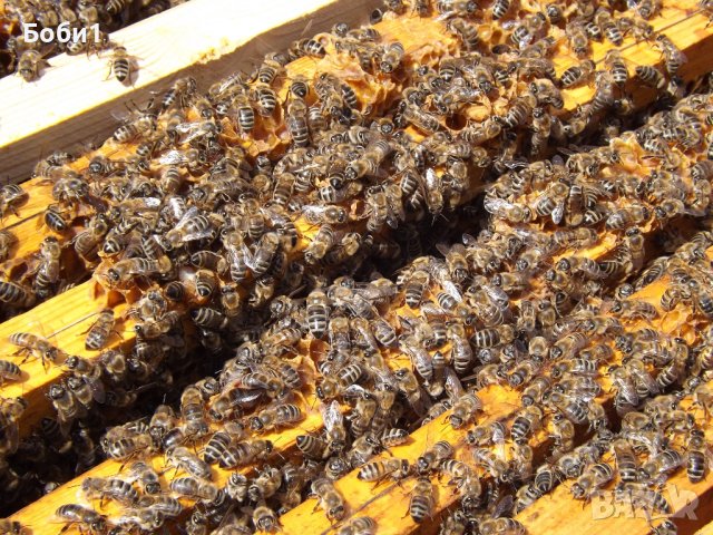 Мед /букет/, снимка 3 - Пчелни продукти - 43438525