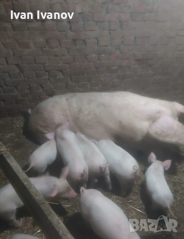 Прасета малки и големи, снимка 5 - Прасета - 52528618