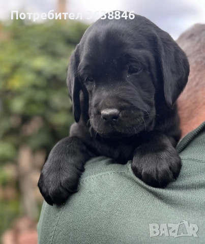 Лабрадор ретривър, снимка 2 - Лабрадор ретривър - 50688349