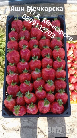 Продавам разсад ягоди сорт Алба., снимка 3 - Разсади - 51310162