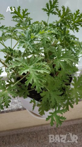 Продавам цветя Индрише, големи , снимка 3 - Градински цветя и растения - 33316742