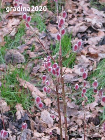 Бреза и Върба, снимка 5 - Градински цветя и растения - 27205053