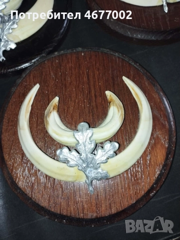 Глиги от диво прасе, снимка 4 - Антикварни и старинни предмети - 52792846