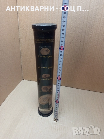 Стар Образователен Модел Ембрионалното Развитие На Домашна Птица. , снимка 5 - Антикварни и старинни предмети - 52930792