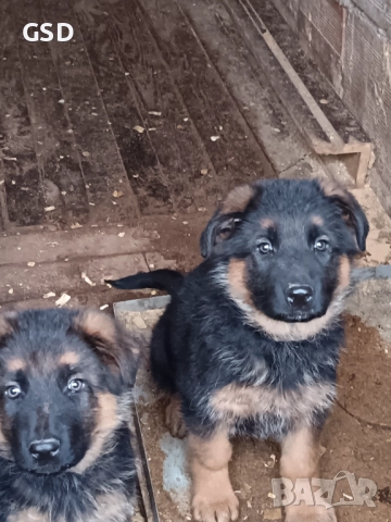 немска овчарка 