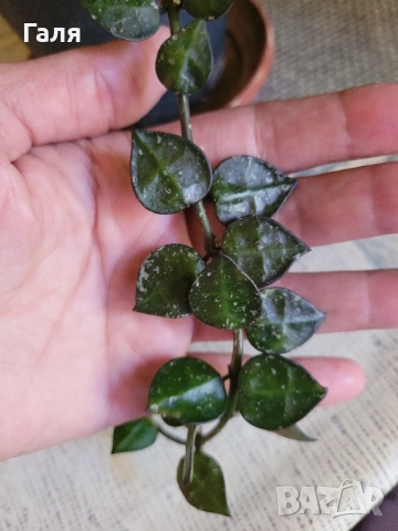 Хоя - Восъчно Цвете, снимка 3 - Стайни растения - 51776513