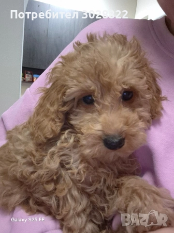 Той Пуделчета чистокръвни, снимка 3 - Пудели - 53196317