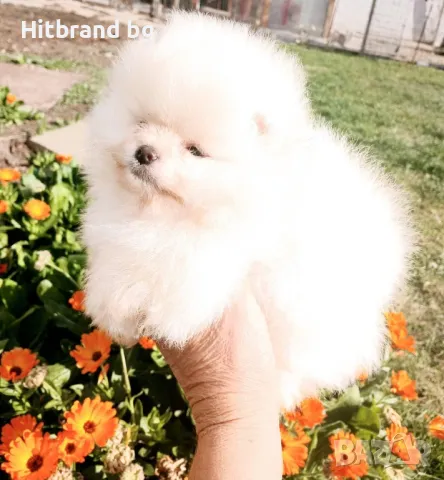 Мини померан , снимка 1