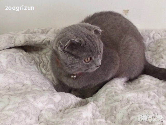 Шотландски котета момчета и момичета, снимка 6 - Други - 52263187