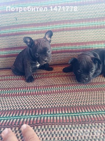 Френски булдог , снимка 2 - Френски булдог - 53188378