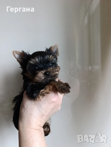 Мини йоркширски териер, снимка 3 - Йоркширски териер - 53348440