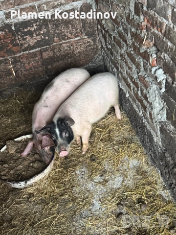 Малки прасенца, снимка 4 - Прасета - 51993295